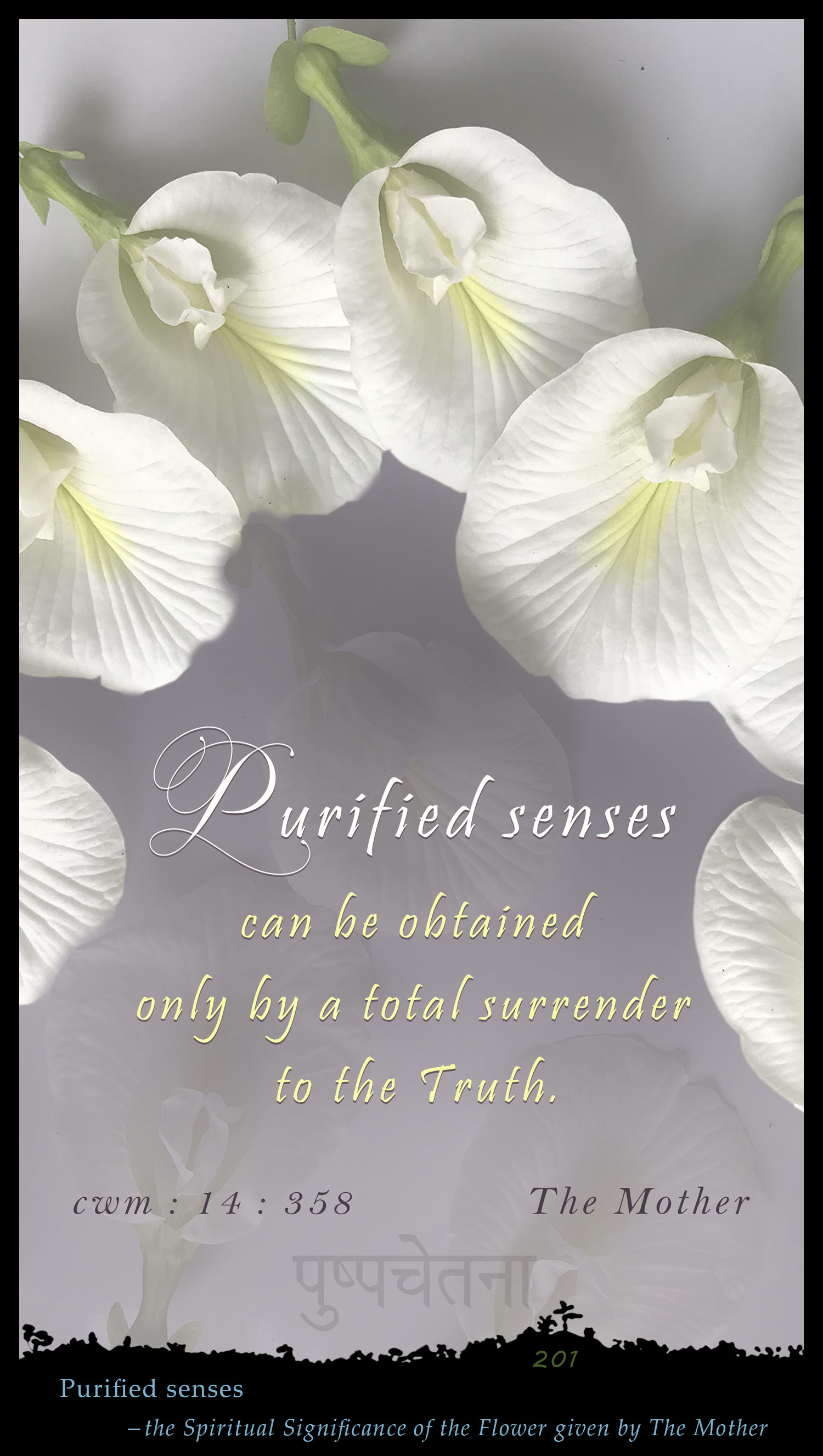 Purified Senses
